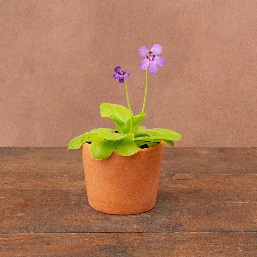 Potted Butterwort Seeds