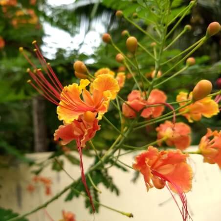 Pride Of Barbados Seeds - Flower Plant