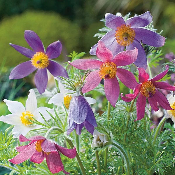 Pulsatilla Vulgaris Seeds