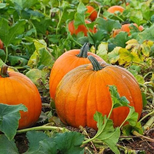 Pumpkin Seeds - Vegetable Plant for Home Gardens