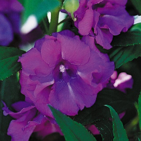 Purple Balsam Camellia Seeds