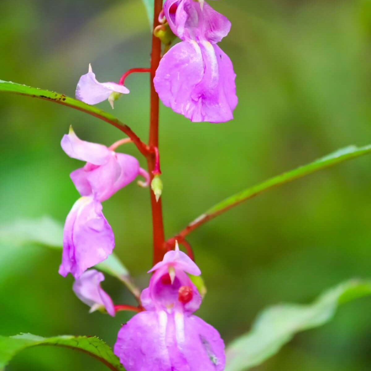 Purple Balsamine Seeds