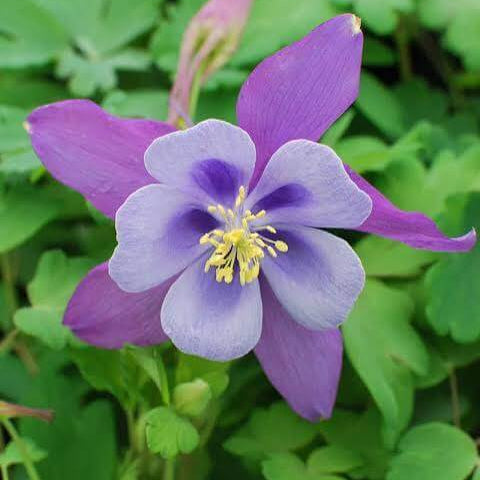 Purple Columbine Seeds - Heirloom Flower Plant for Home Gardens