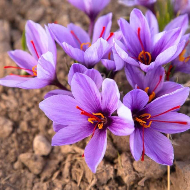 Purple Crocus Seeds