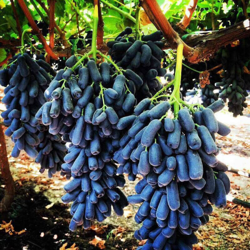 Purple Finger Grape Seeds