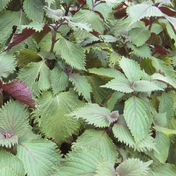 Purple&Green Perilla Seeds