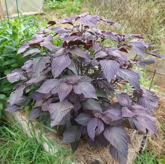 Purple & Green Shiso Seeds - Herbal Plant
