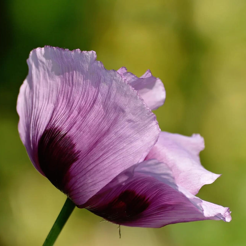 Purple Poppy Seeds