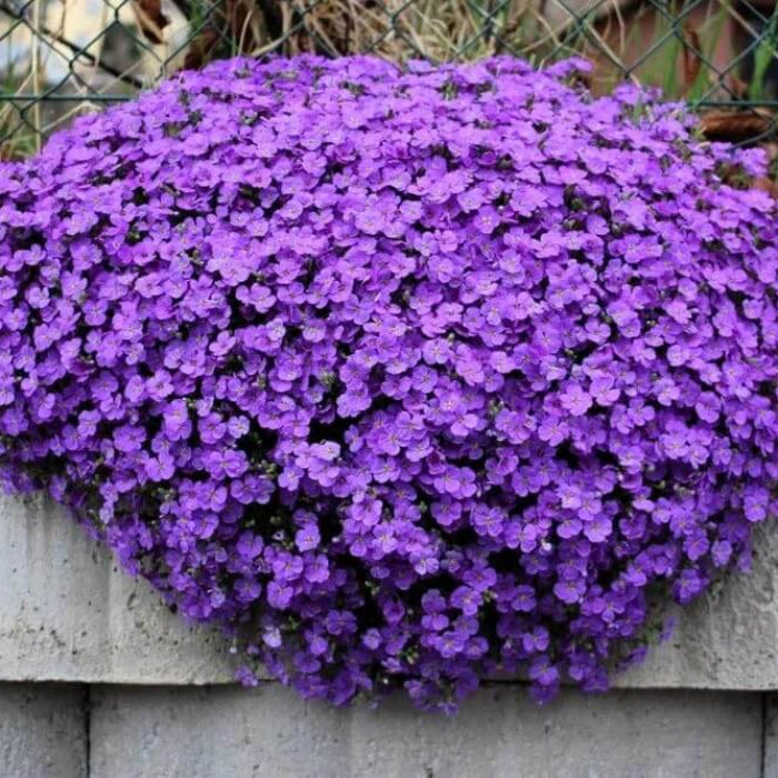 Purple Rockcress Seeds
