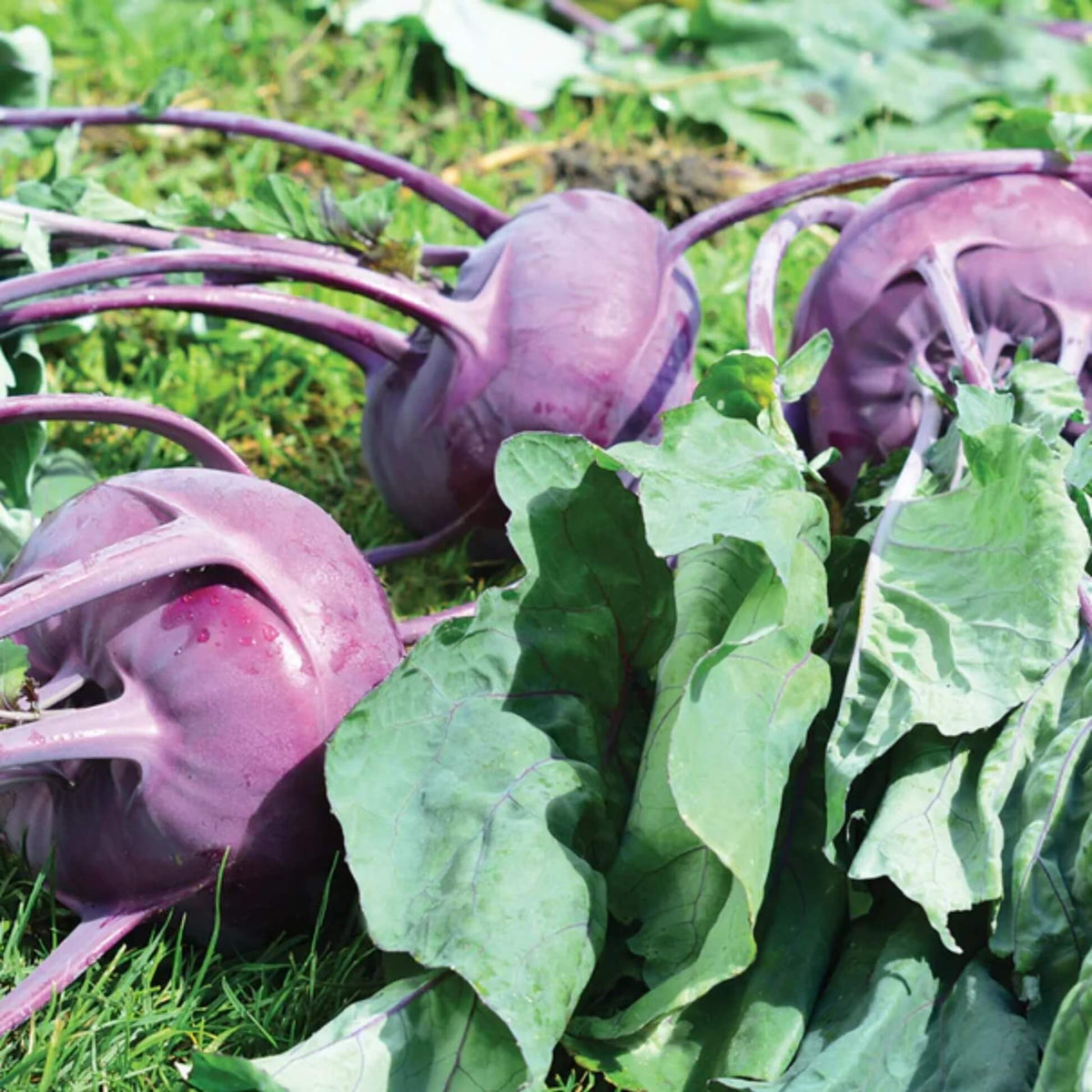 Purple Vienna Kohlrabi Seeds