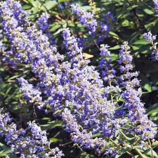 Purple Vitex Agnus-castus Seeds