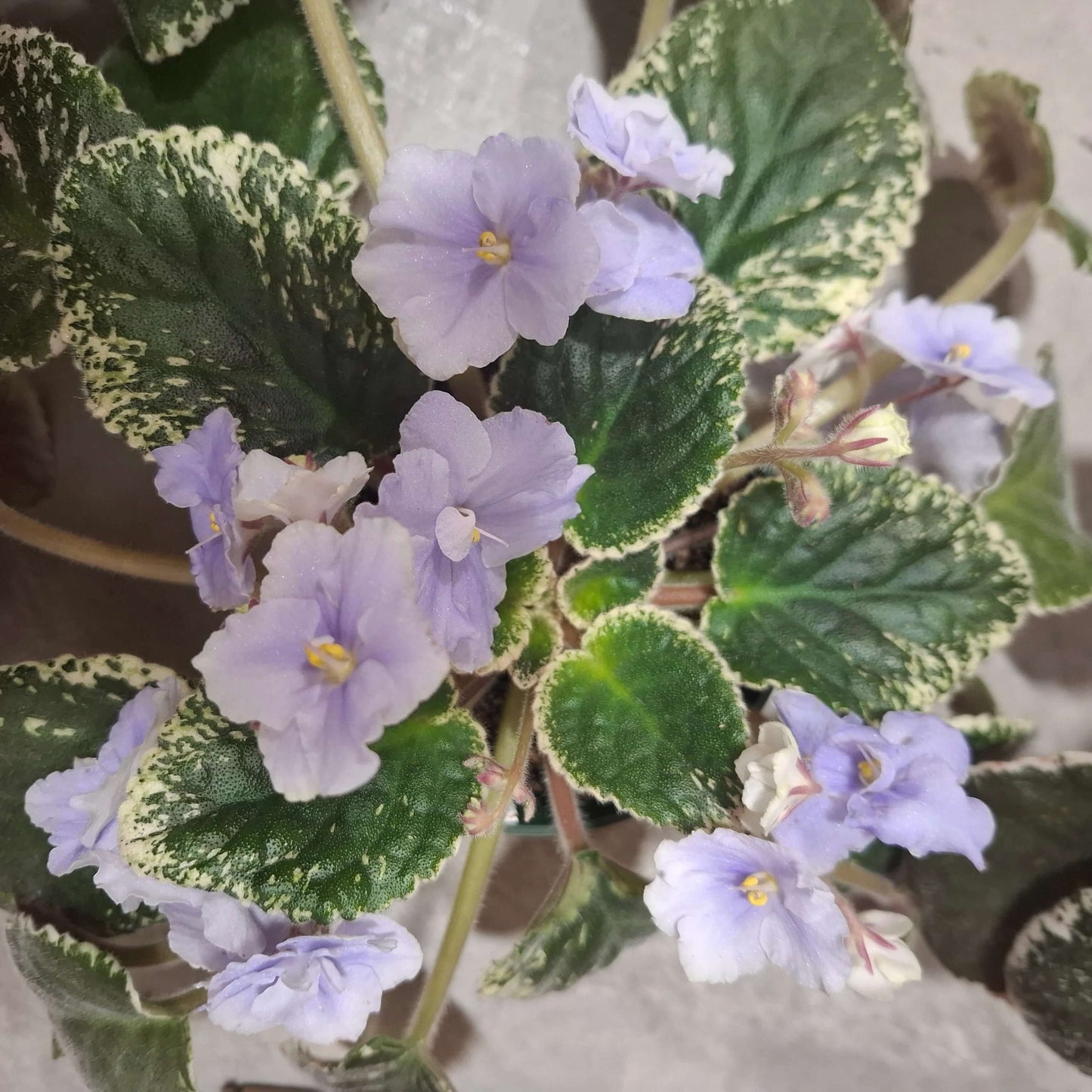 Purple White African Violet Seeds - Flower Plant