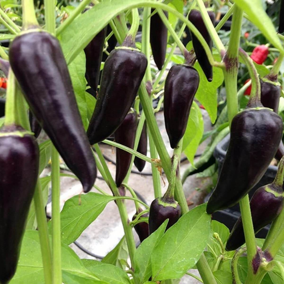 Purple jalapeno seeds - Vegetable Plant
