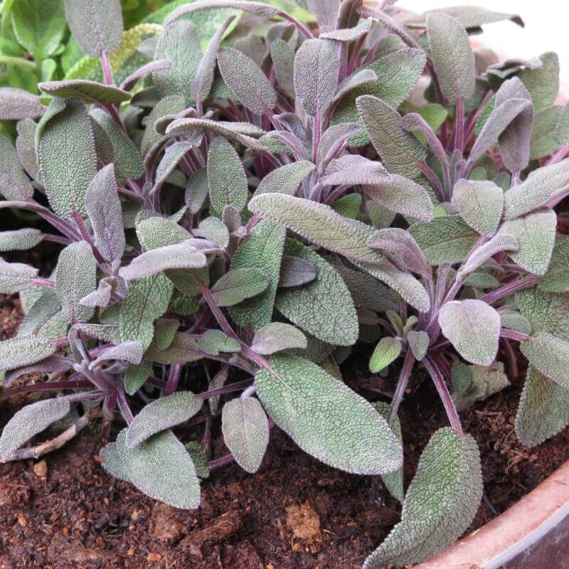 Purple sage seeds - Vegetable Plant