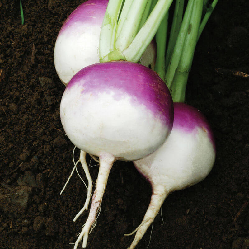 Purple top white globe turnip seeds - Vegetable Plant