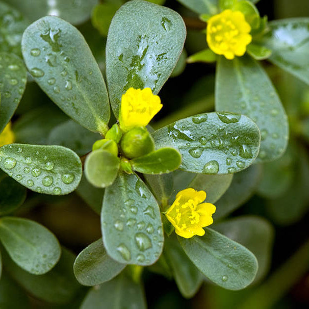 Purslane Seeds