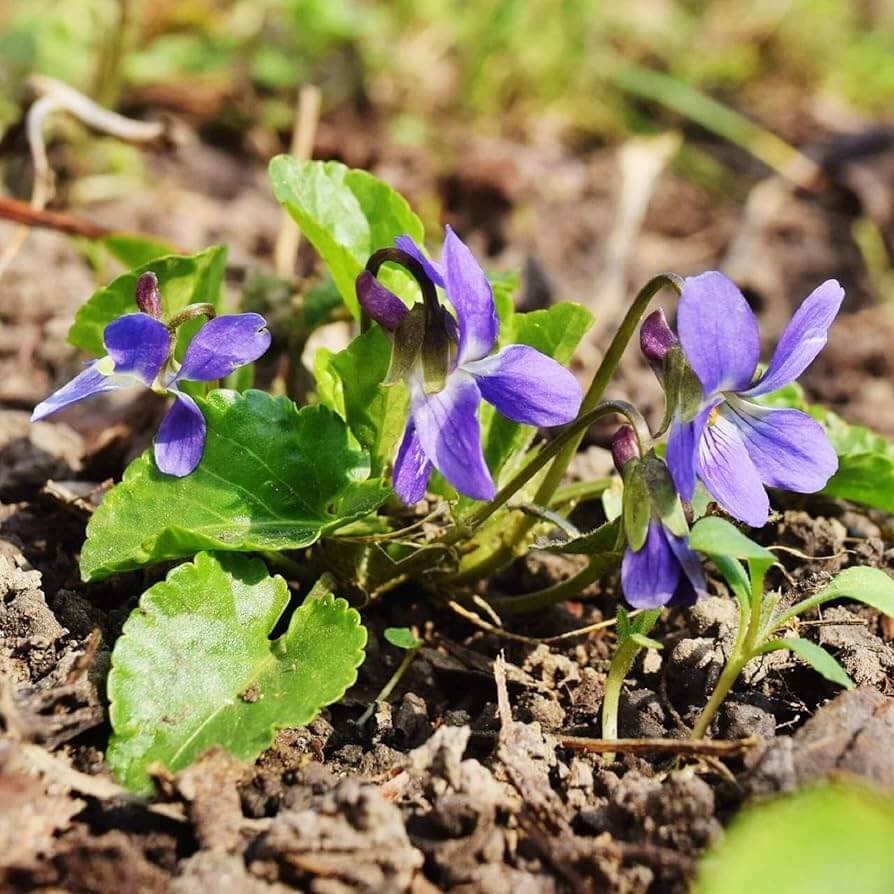 Queen Charlotte Viola Odorata Seeds