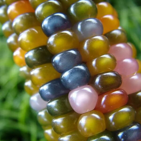 Rainbow Corn Seeds