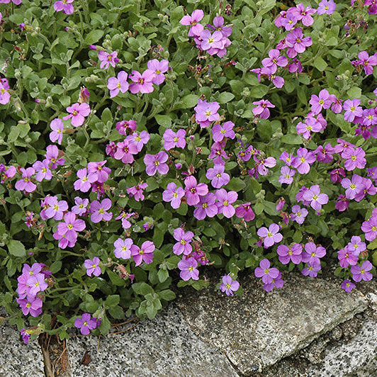 Rainbow Rock Cress Seeds