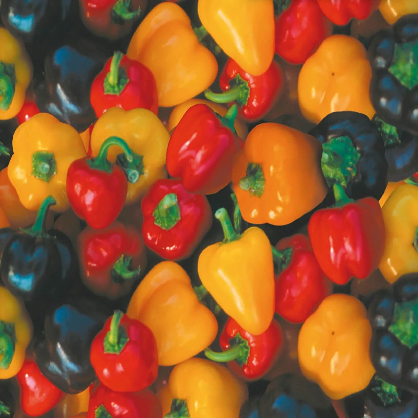 Rainbow Sweet Pepper Seeds