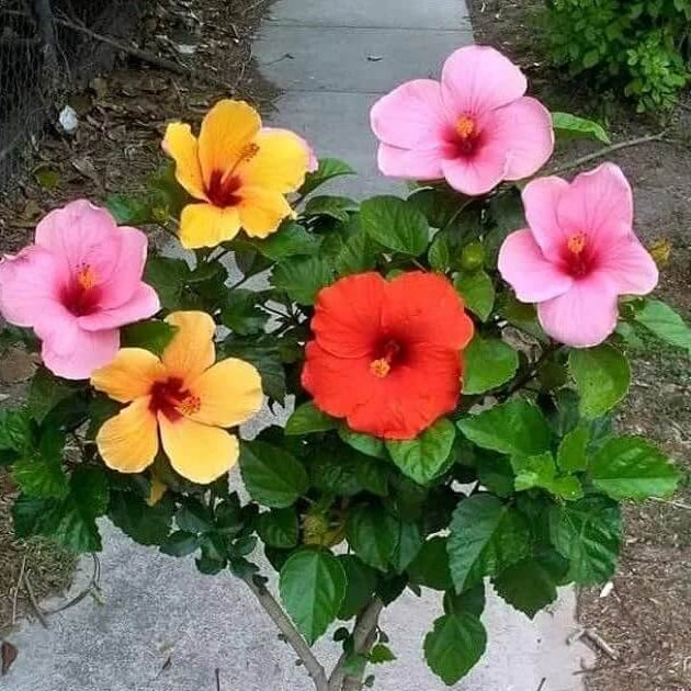 Rare Mixed Hibiscus Seeds
