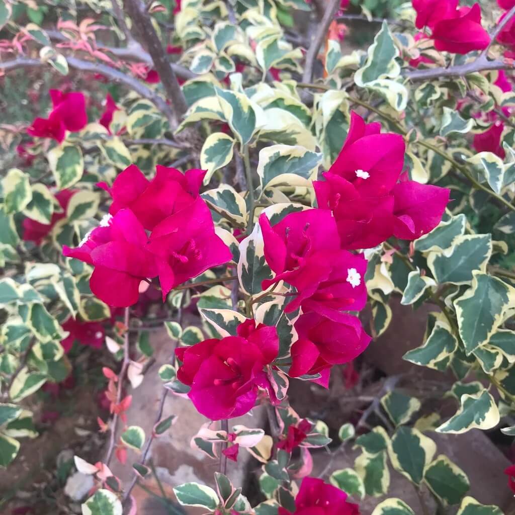 Raspberry Ice Bougainvillea Seeds