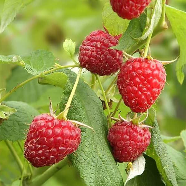 Raspberry Seeds - Fruit Plant for Home Gardens