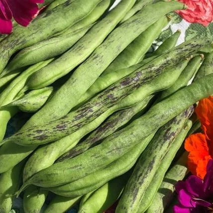 Rattlesnake Bean Seeds - Vegetable Plant