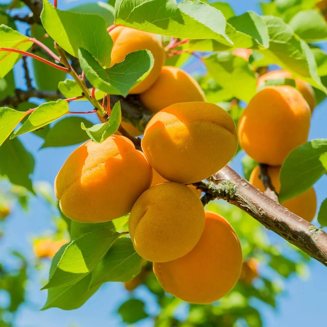 Red-Orange Apricot Seeds - Fruit Plant for Home Gardens