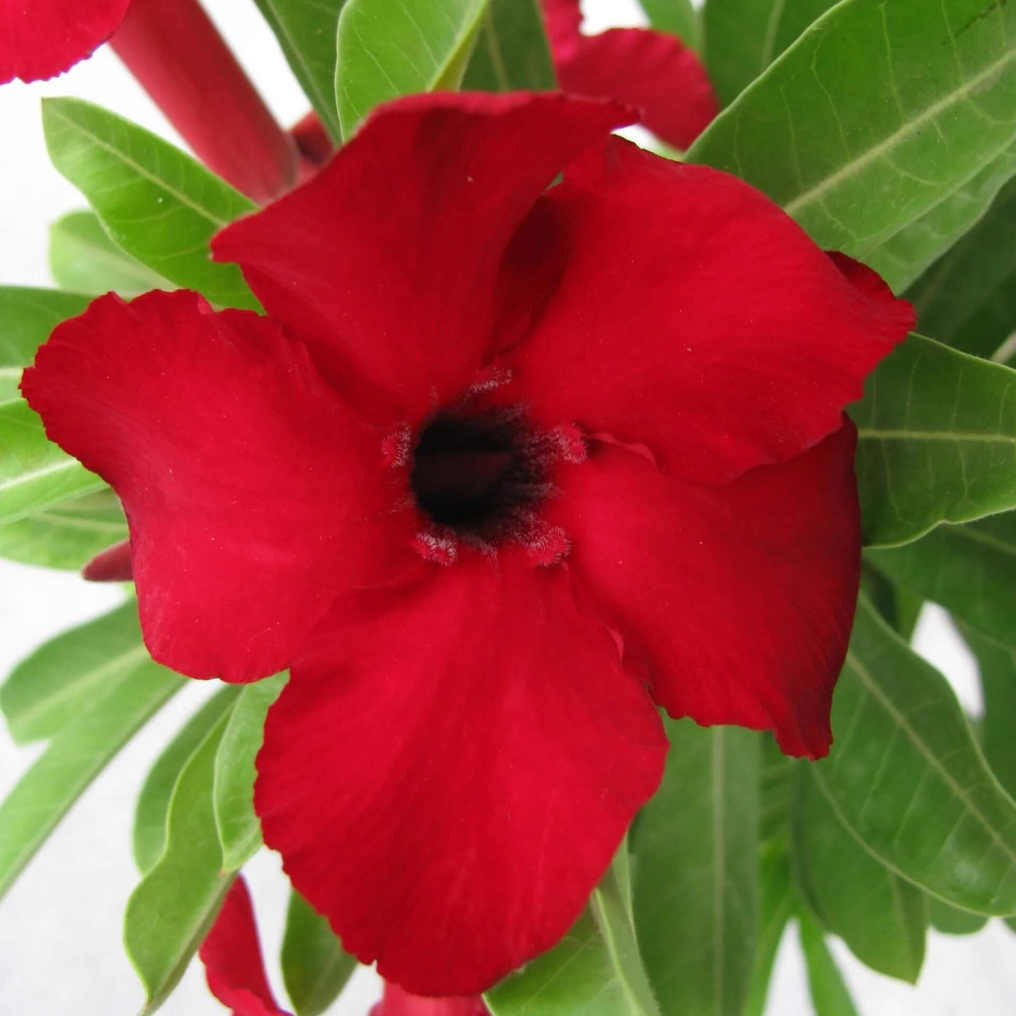 Red Adenium Obesum Seeds - Flower Plant