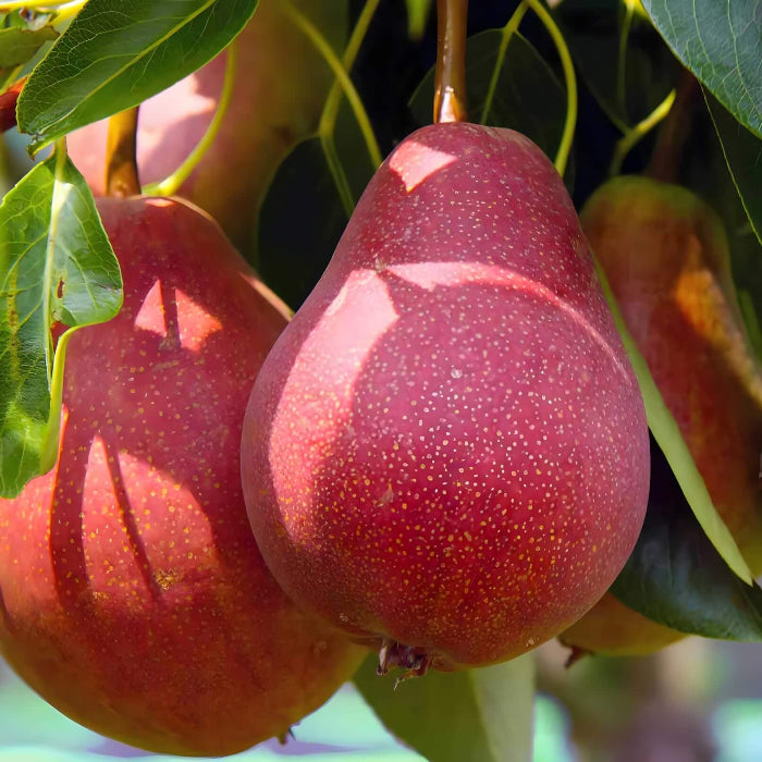 Red Bartlett Pear Seeds