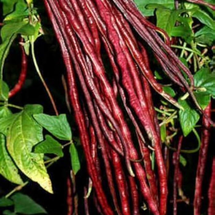 Red Bean seeds -Vegetable Plant