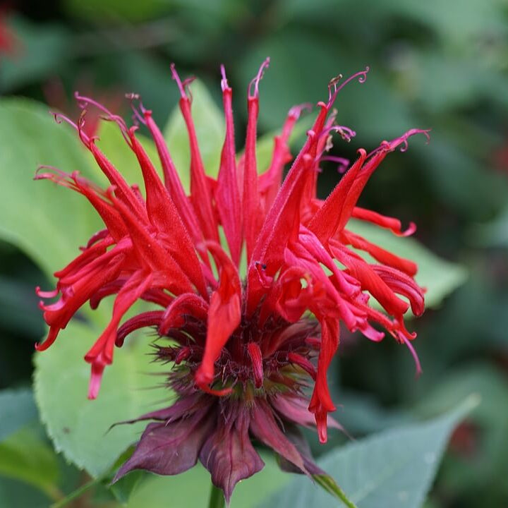 Red Bergamot Seeds - Fruit Plant Seeds for Home Gardens