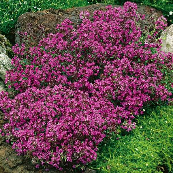 Red Creeping Thyme Seeds