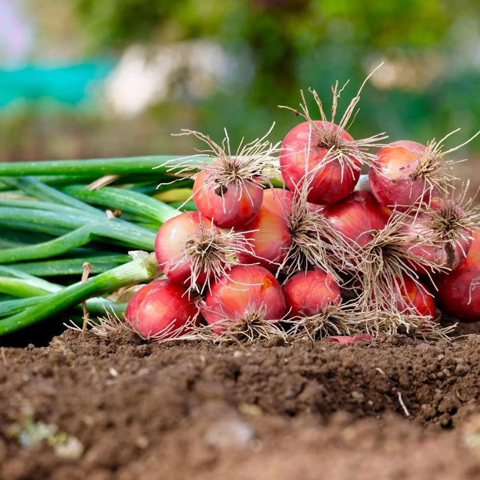 Red Creole Onion seeds - Vegetable Plant