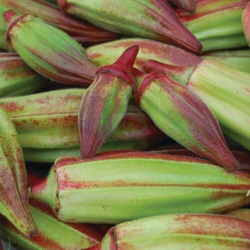 Red & Green Okra Seeds