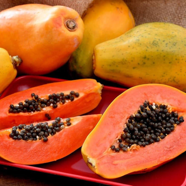 Red Lady Papaya Seeds - Fruit Plant