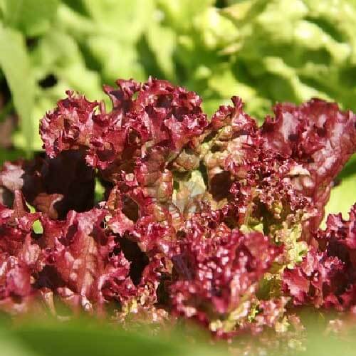 Red Leaf Lettuce seeds - Vegetable Plant