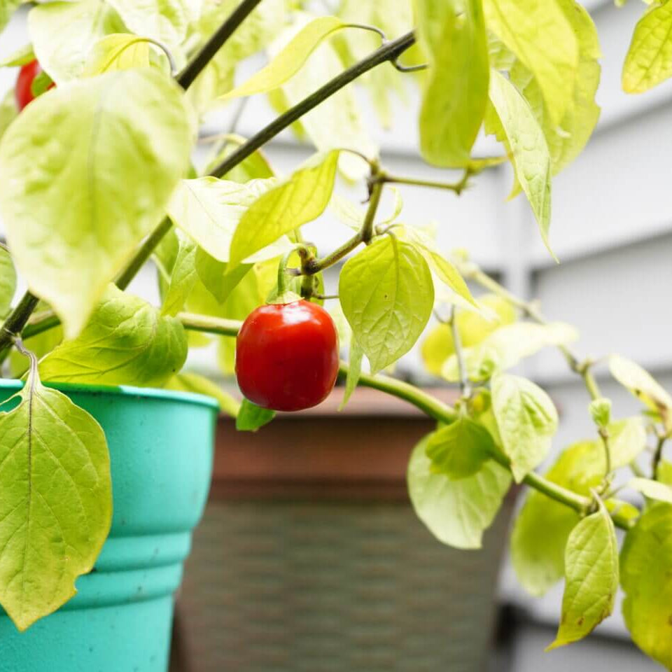 Red Manzano Rocoto Pepper Seeds