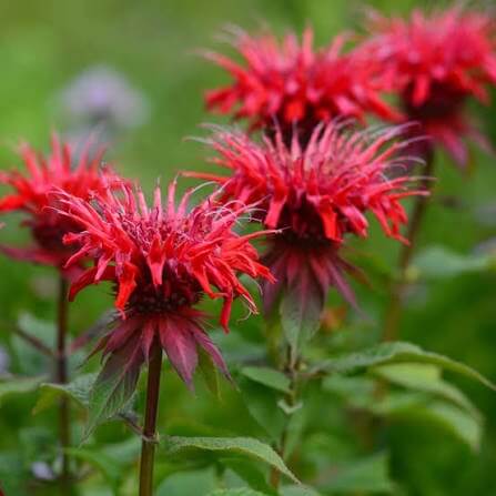 Red Monarda Bee Balm seeds