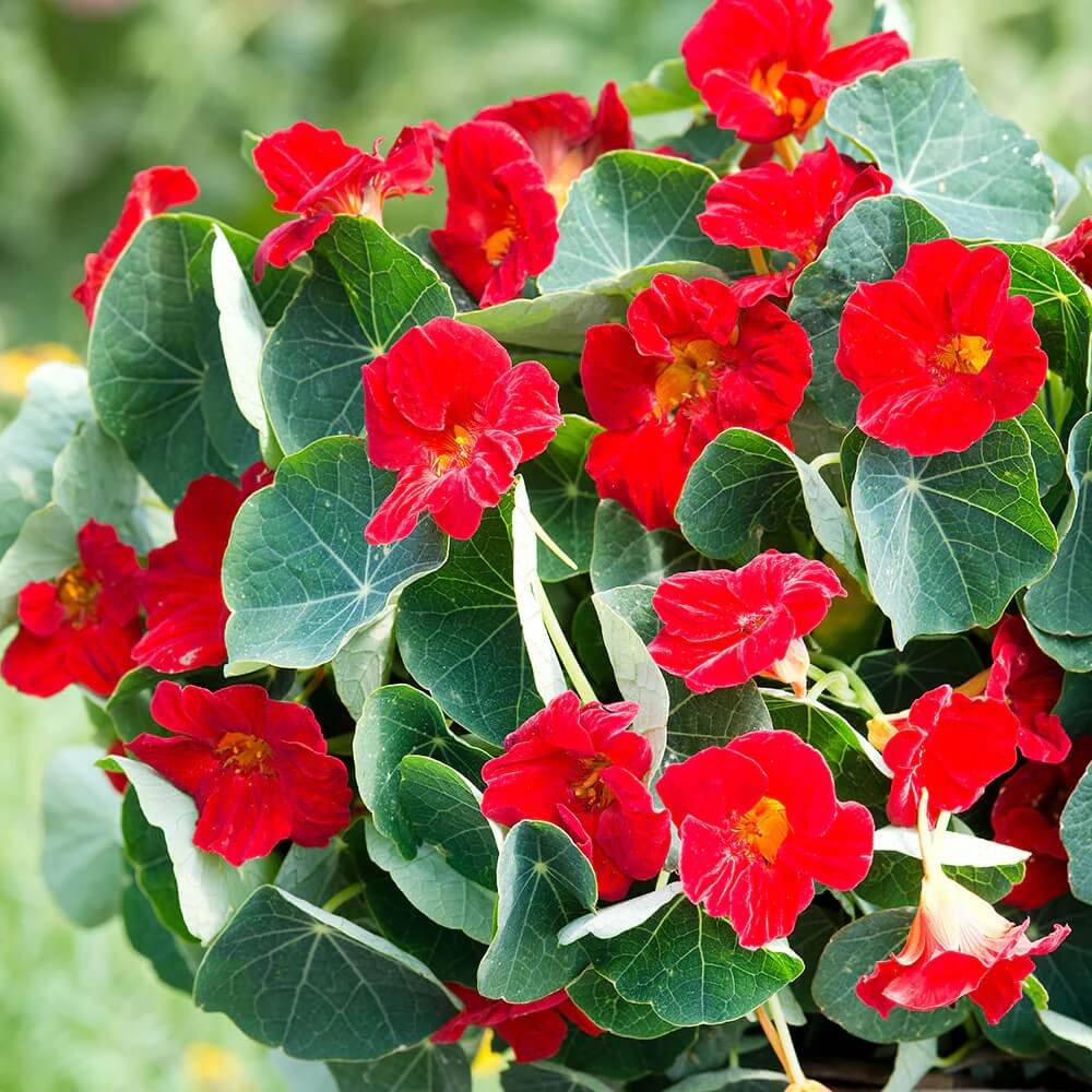 Red Nasturtium Seeds
