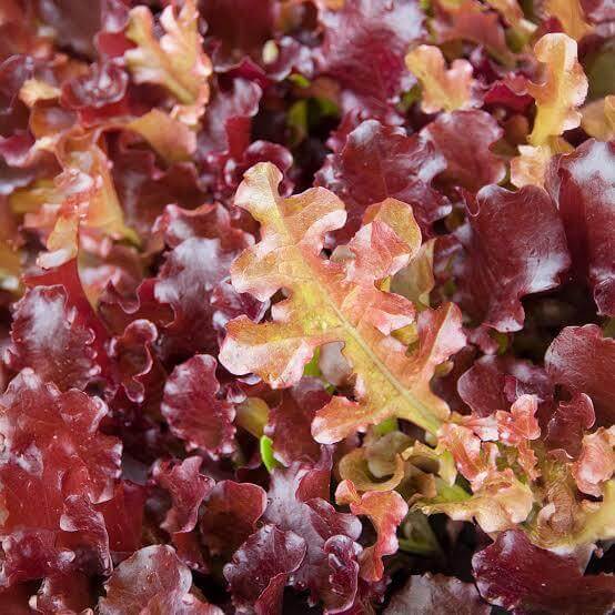 Red Oakleaf Lettuce Seeds