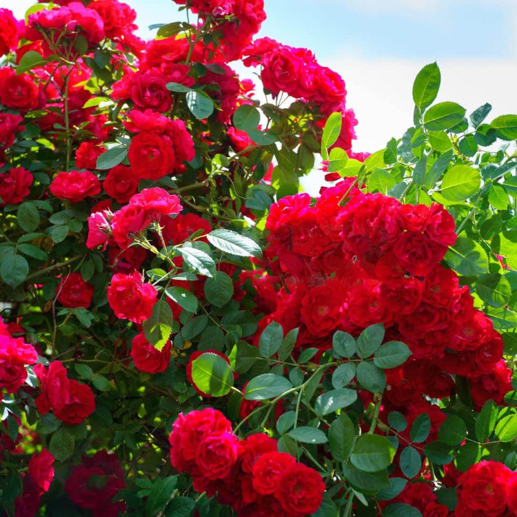 Red Rose Seeds - Flower Plant