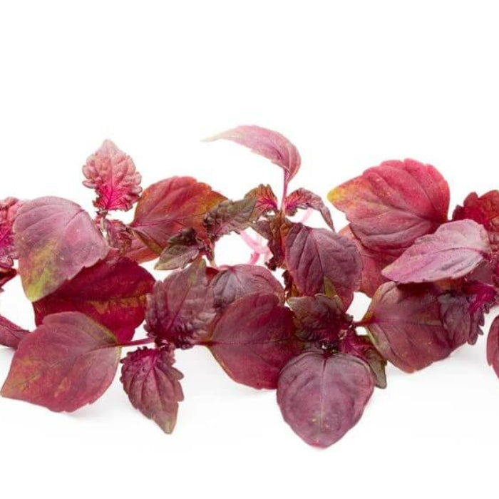 Red Shiso Seeds - Herbal Plant