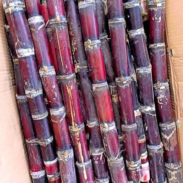 Red Sugarcane Seeds