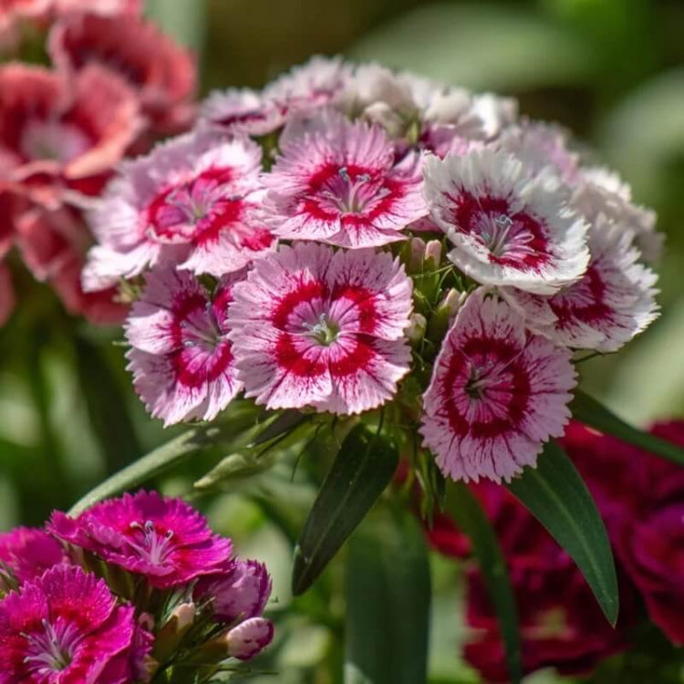 Red Sweet William Seeds - Flower Plant for Home Gardens