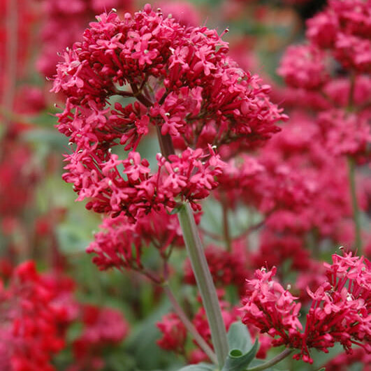 Red Valerian Seeds - Flower Plant