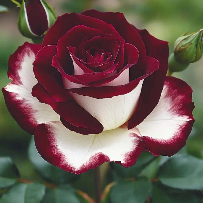 Red, White & Black Mix Rosa spp. Seeds