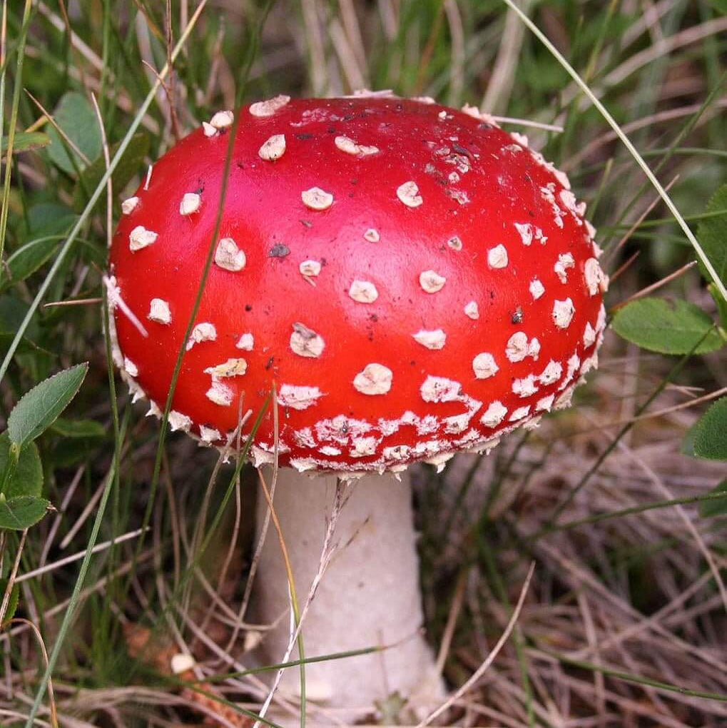 Red & White Mushroom Seeds - Vegetable Plant