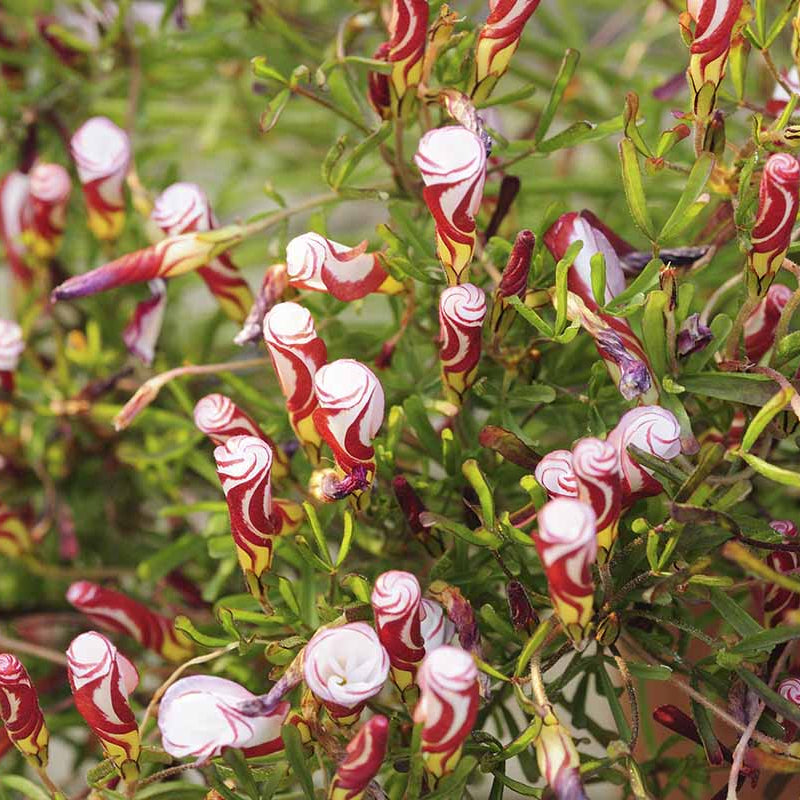 Red & White Oxalis Seeds - Flower Plant